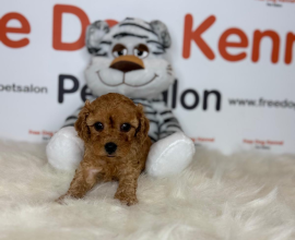 Toy poodle Yavru - BROWN DİŞİ
